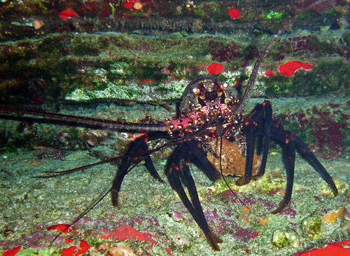 Dolabella auricularia: possible predation, spiny lobster