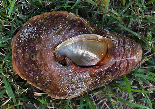 Dolabella auricularia: dead with shell exposed