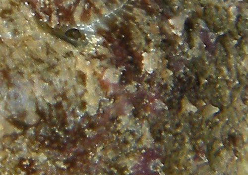 Dolabrifera dolabrifera: papillae, intertidal