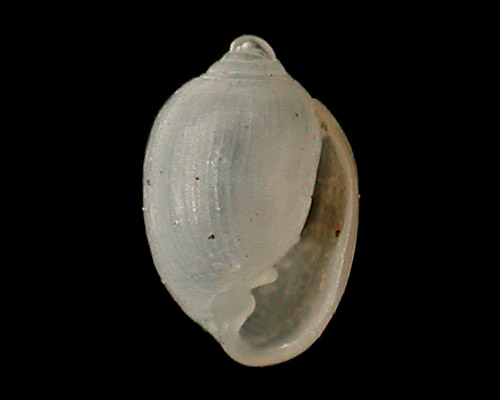 Unidentified Ellobiid sp. #2: shell