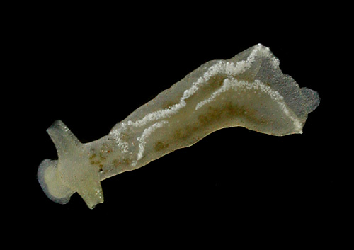 Elysia obtusa: young, 3 mm