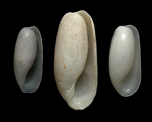 Eocylichna cf. venustula: shell