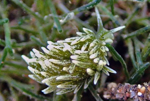 Ercolania sp. #7: pair on probable food alga