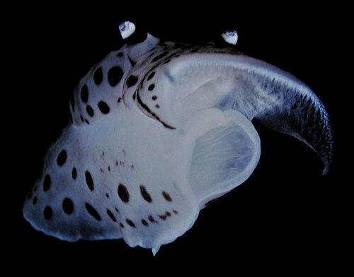 Euselenops luniceps: swimming