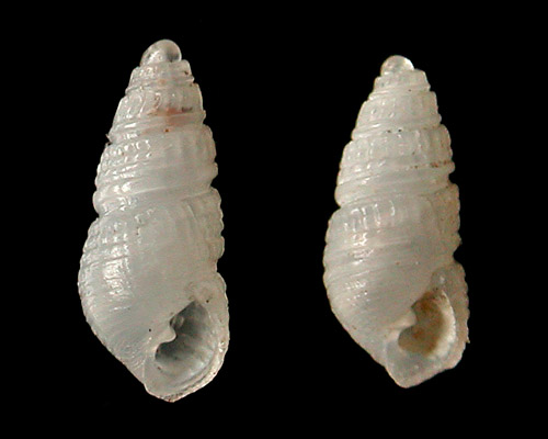 Evalea stearnsiella: shell, slender form