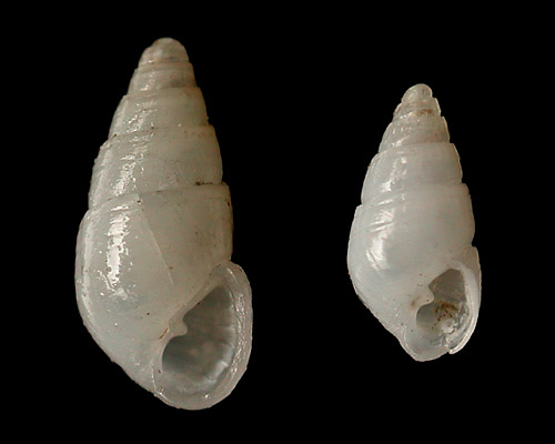 Evalea stearnsiella: shell