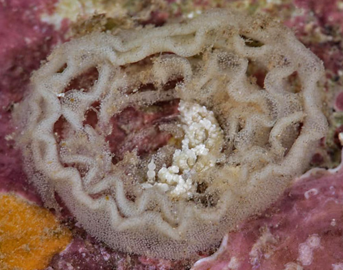 Favorinus japonicus: feedng on white dorid egg mass