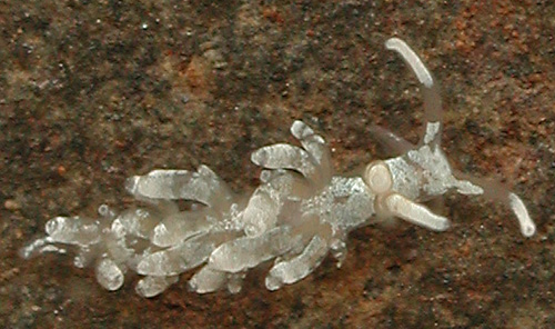 Favorinus japonicus: young, 2 mm
