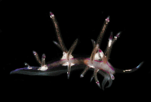 Flabellina sp. #2: young