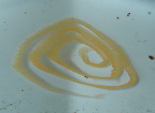Geitodoris sp. #3: egg mass, smooth edge