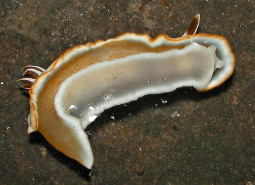 Glossodoris rufomarginata: underside