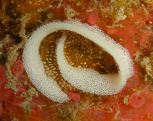 Glossodoris rufomarginata: egg mass closeup