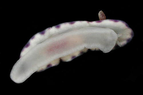 Goniobranchus albopustulosus: underside