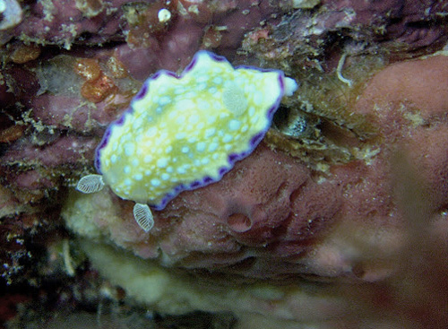Goniobranchus albopustulosus: on food sponge?