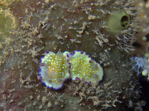 Goniobranchus albopustulosus: pair on food sponge?