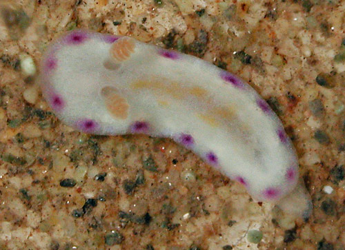 Goniobranchus albopustulosus: young, 3.3 mm