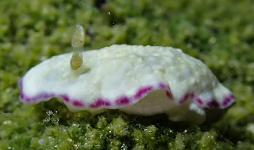 Goniobranchus albopustulosus: pale