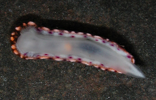 Goniobranchus decorus: underside