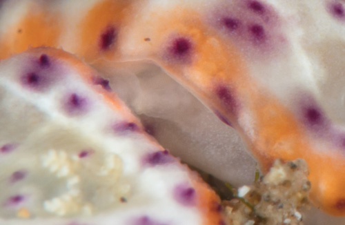 Goniobranchus decorus: mating-closeup 1