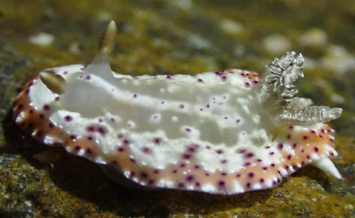 Goniobranchus decorus: with white spots