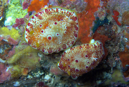 Goniobranchus sp. #1: on remnants of food sponge