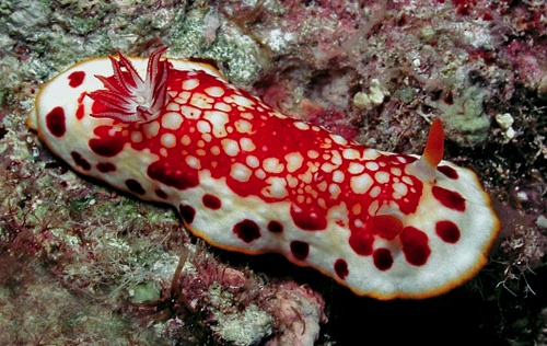 Goniobranchus sp. #5