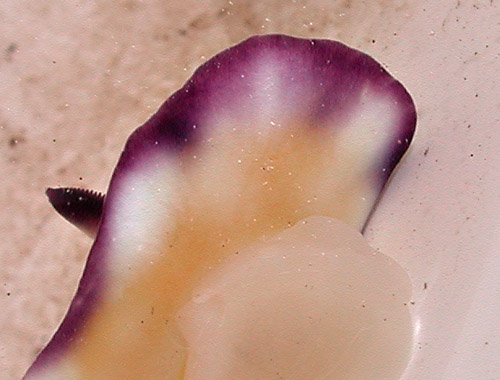 Goniobranchus vibratus: detail of front