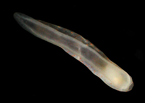 Gymnodoris okinawae: underside