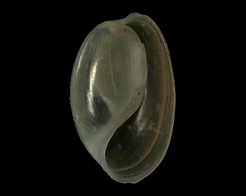 Haloa crocata: shell