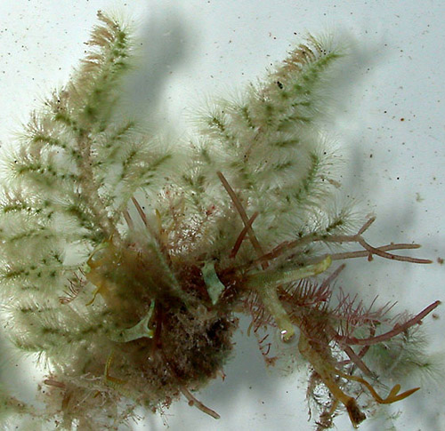 Hermaea sp. #1: food alga