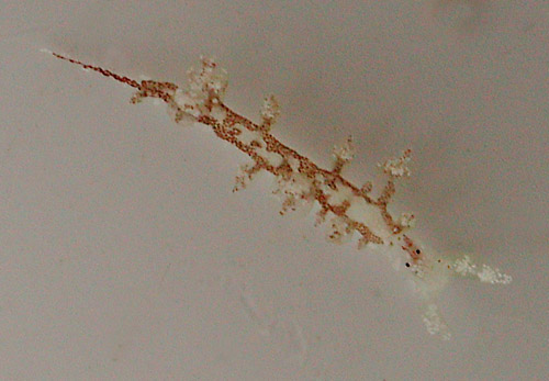 Hermaea sp. #1: larger cerata autotomized