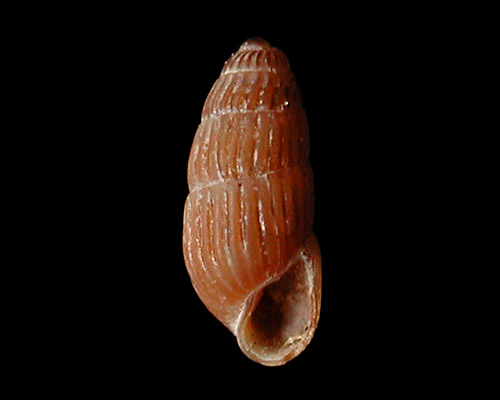 Herviera sp. #2: shell