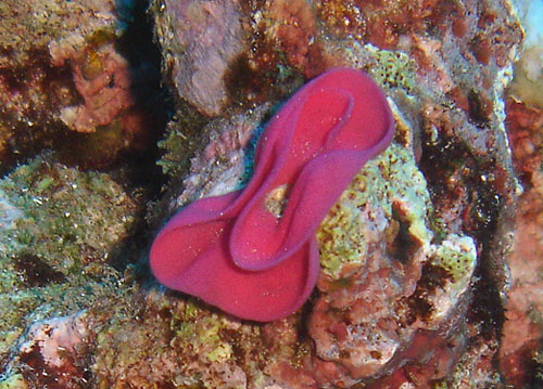 Hexabranchus aureomarginatus: egg mass, dark pink
