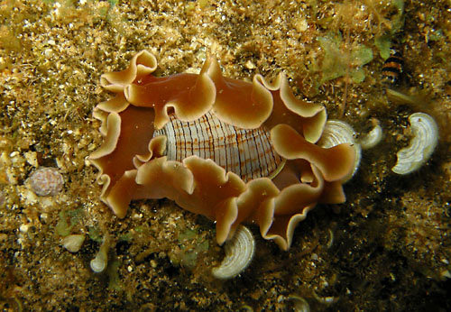 Hydatina physis: in field