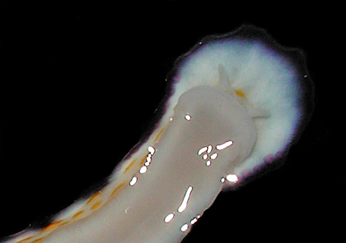 Hypselodoris imperialis: underside, on surface tension-detail