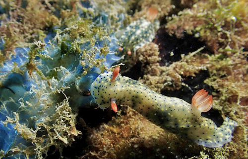 Hypselodoris infucata: on blue sponge
