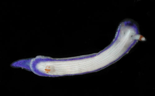 Hypselodoris peasei: young, 8 mm
