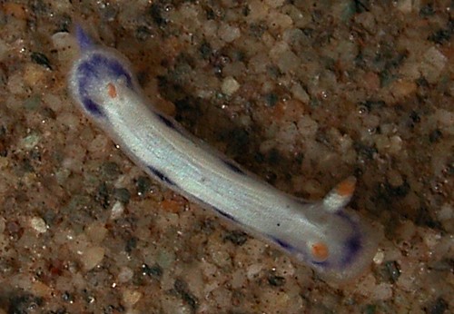 Hypselodoris peasei: young, 3.5 mm