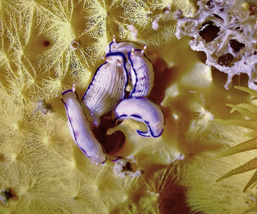 Hypselodoris peasei: feeding sequence
