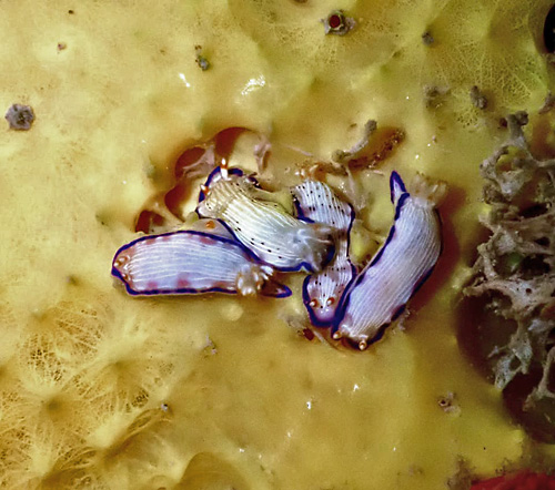 Hypselodoris peasei: feeding sequence