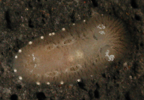 Jorunna cf. ramicola: young, 3 mm