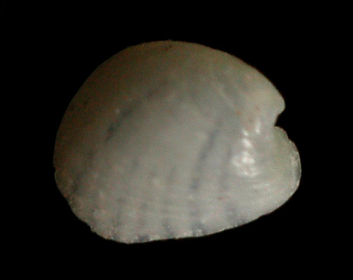 Julia sp. #1: worn shell