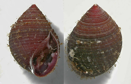 Laemodonta octanfracta: dark
