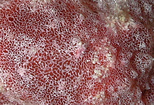 Lamellaria sp. #2: detail, red