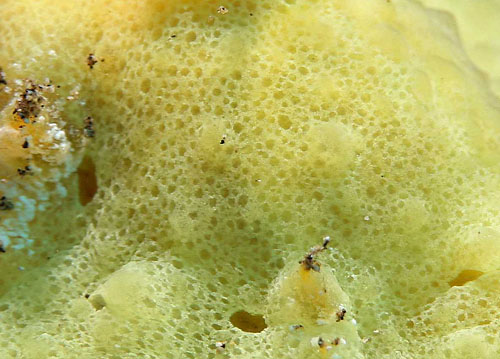 Lamellaria sp. #2: detail. yellow