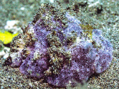 Lamellaria sp. #2: front, violet