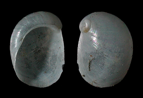 Lamellaria sp. #5: shell