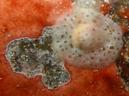 Lamellaria sp. #5: feeding, on orange tunicate