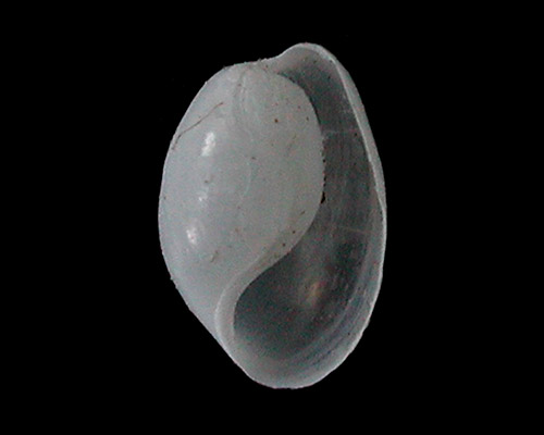 Lamprohaminoea cymbalum: shell