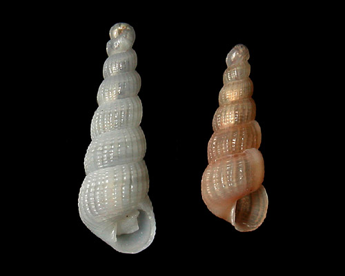 Lancea peasei: young shell